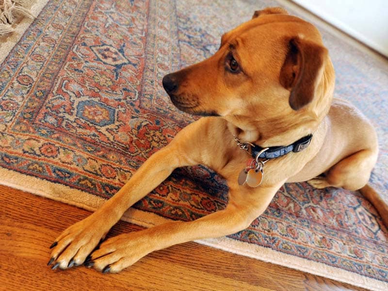How to Get Dog Urine Out of Carpet Brothers Cleaning Services
